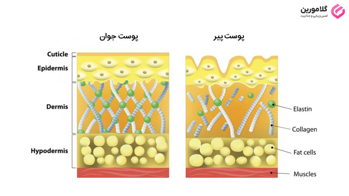 کلاژن چیست؟